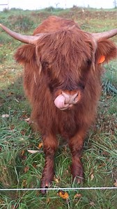 Charging Cow: Unpredictable Moment #reels #cows #cattle #farming #farmerlife #farmanimals | Gold Shaw Farm