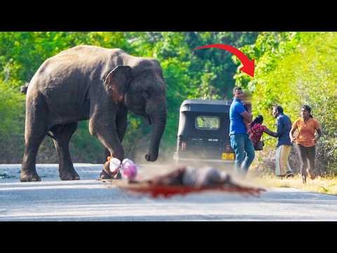 Warning to Drivers: Aggressive Elephant Food-Raiding and Smashing Vehicles! #elephantattack