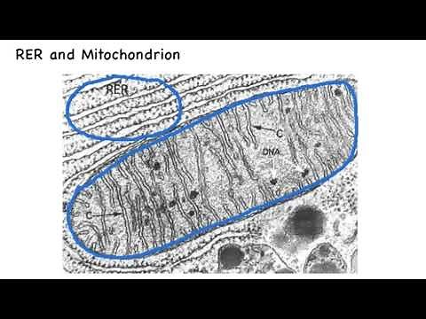 A2.2.10 Identifying parts of a eukaryotic animal cell in an electron micrograph