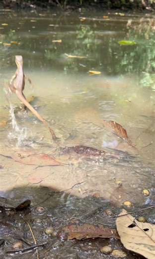 Lizard running on water!🦎🏃‍♂️💨 I didn’t think I would ever see this but today was the day! 🤯 #jesuslizard #lizardsoftiktok #panama #unbelievable