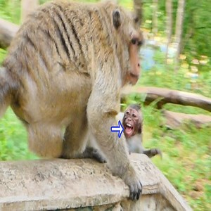 8.2M views · 232K reactions | Million pity, monkey Jackson and Jannie fall the well.Marie try to help both monkeys. | Monkeys TV | Facebook