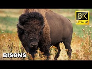 Bison: The Last Giants of the Wild West | Documentary
