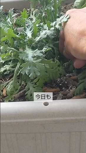 3/6【春菊】春準備 3月になると一気に成長が早くなるのでこの3つに注意が必要です