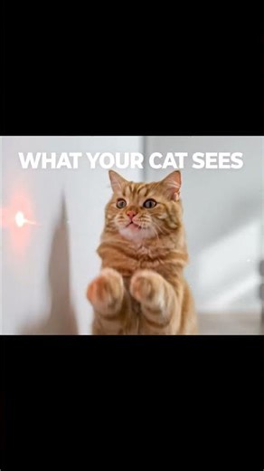 AI Vision is Crazier Than You Think 🤯 #AI #Cat #Tech