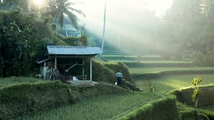 Rice, Farmer, Rice Field. Free Stock Video