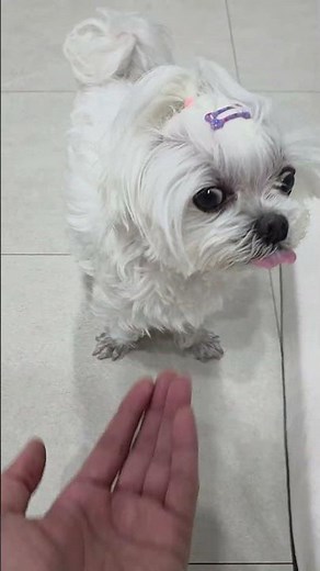 불러도 안오는 소심말티 밍키