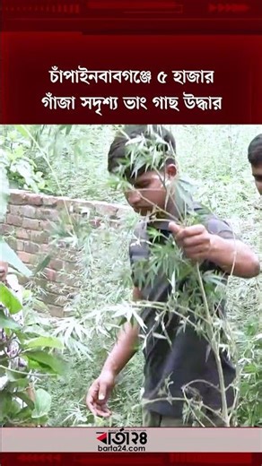‎চাঁপাইনবাবগঞ্জে ৫ হাজার গাঁজা সদৃশ্য ভাং গাছ উদ্ধার | Barta24