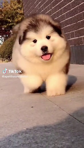 Funny Moments: Fat Puppy Running and Falling