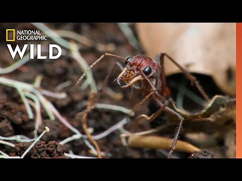 The Australian Bull-Ant | 10 Animals that Can Kill You