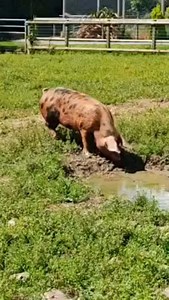 78 reactions | Sunny day mud bath for Gertie! She has all the best beauty tips…     殺 #pig #mudbath #mudroll #pamper #pampersession #barn #farmlife #beautytips #lookinggood #feelinggreat | Folly Farm Adventure Park & Zoo | Facebook