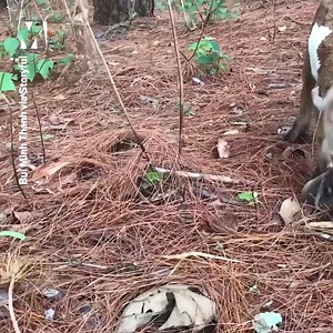 11M views · 636 reactions | Nothing to see here, just a monkey and a goat eating berries and having adventures | Metro | Facebook