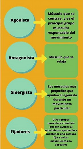 ¿Cómo se contraen los músculos?