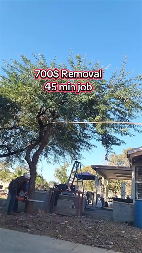 ETs Tree service on TikTok