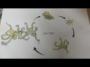 How to draw Octopus 🐙# Life cycle of Blue ringed octopus 🐙# Biological cycle#Zoology#