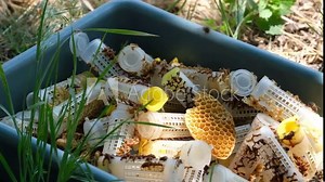 The process of breeding queen bees. Stages of beekeeping. Beekeeping Odessa, Ukraine. Stock Video