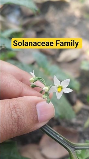 Solanaceae Family Explained with Solanum nigrum