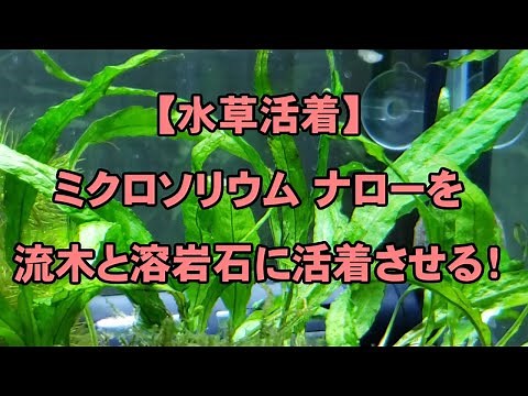 【水草活着】ミクロソリウム ナローを流木と溶岩石に活着させる