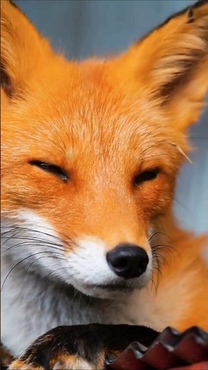 The Most Beautiful Fox You’ll Ever See! 🦊✨