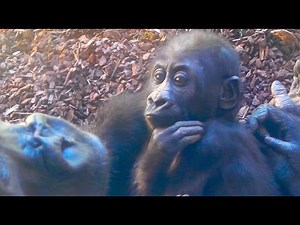 Gorillas - Zoo Hannover
