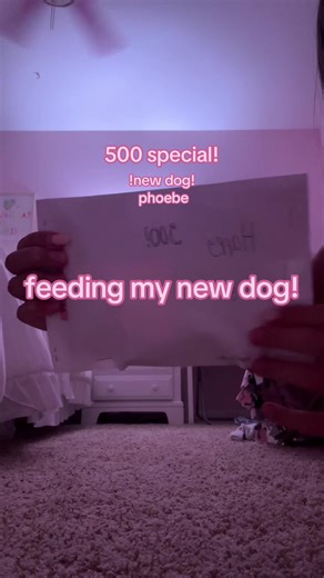 bed food 500 special #dog #boost #essa #fyp #douglas #pomsky#roleplay #