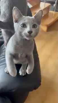 Yan Russian Blue Male