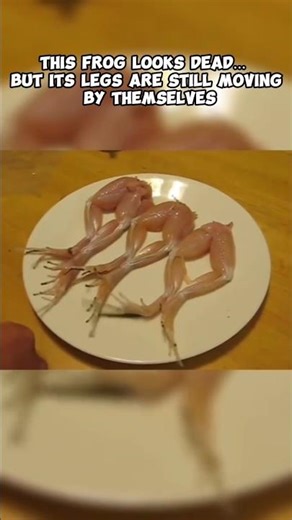 Animals That Look Dead... But Are Still Moving😳 #animals