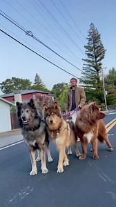 59K views · 415 reactions | Prt. 1-The 5 most efpensive dog breed in the world #top5 #expensive #dogbreed | Top5expensive | Facebook