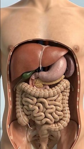 Inside the Human Liver! 🩺✨ The Body’s Ultimate Powerhouse