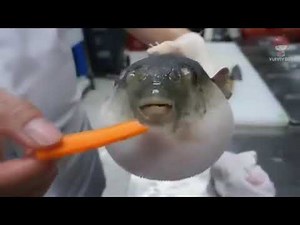 1 hour of a pufferfish eating a carrot | pufferfish meme