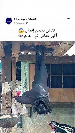 لن تصدق !! أكبر خفاش في العالم 🦇 😱
