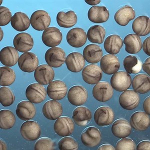 2.2K views · 16K reactions | Incredible time lapse of frog eggs...