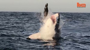 Five Incredible Facts About Great White Sharks