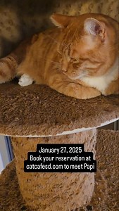 January 27, 2025 You'll meet Papi today. Check back daily to see another one of our cats and be sure to like and subscribe. #catcafesd | The Cat Cafe