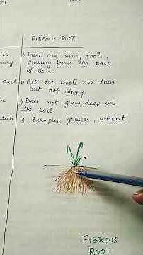 How to Differentiate between Tap Root and Fibrous Root