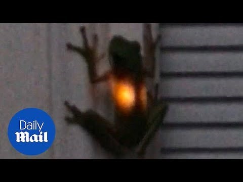 Amazing moment frog lights up after eating a firefly