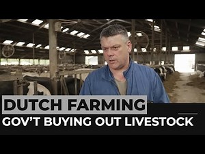 Dutch gov’t to buy out farmers to reduce livestock emissions