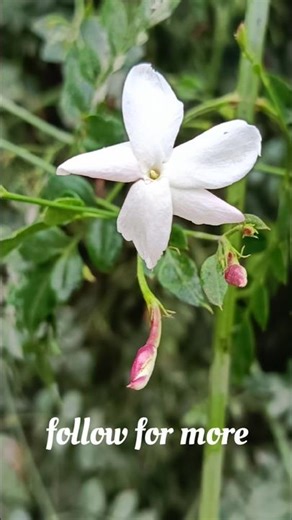 Creative Photography | Tips & Tricks with Phone using Pro Mode 📷|Mobile Photography Hacks🥰