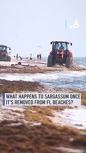 You might call it seaweed, but it's actually sargassum -- a brown algae that naturally washes in with the tide. Right after sun up, tractor teams hit the beach with their morning routine, combing through the sands of county beaches to make sargassum disappear. But where does it go? #florida #beach #seaweed #tractor | NBC 6