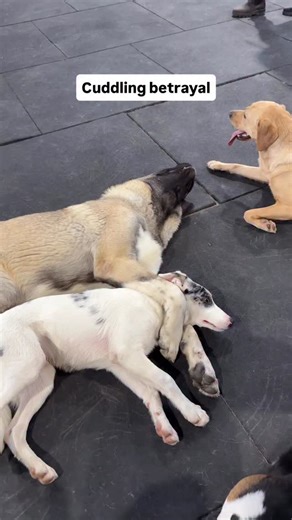 K9 Academy | Dog Training & Behaviour Modification on Instagram