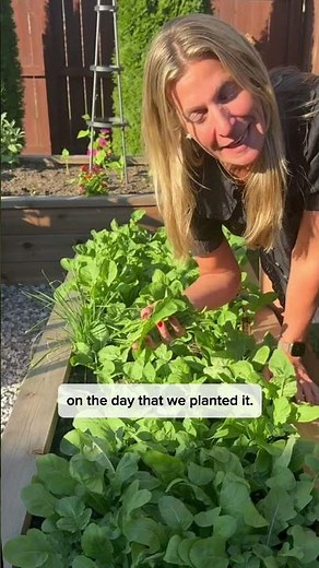 I’m constantly growing arugula! It only takes 3 weeks to go from seed to harvest#garden #salad