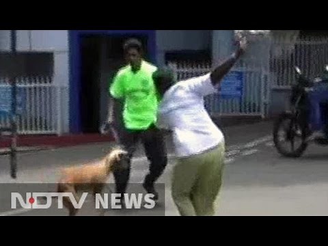 Another 24 Dogs Killed In Kerala's Ernakulum