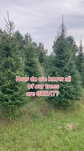 Each tree that we choose has to be up to The Kringle Standard. Nice and full, no gaps, looks good from all angles and we LOVE a little character! #roscoevillage #christmastreetips #freshcuttree #roscoevillagechicago #baslsamfirtips #kringlebrothers | The Kringle Brothers