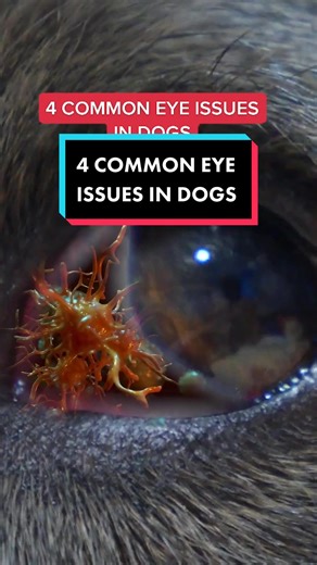 Common Eye Issues in Dogs: Understanding Symptoms and Treatments