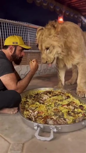Dinner Time with a Lion: Unique Close-Up Interaction