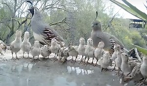 Watch 19 adorable quail chicks drink from a pond