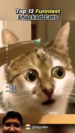 funniest shocked cat #funny #cat #funnyanimal #trending #shorts ‪@Beluga1‬