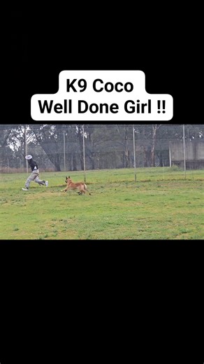 2.5K views · 17 reactions | From timid and shy to confident and protective in just a few short weeks !! Well Done to K9 Coco on successfully completing the K9 Obedience and Attack Training Programme !! * Call / Whatsapp 0825751009 for more information or to secure a space for your dog in our next available intake. | Comprehensive K9 Solutions | Facebook
