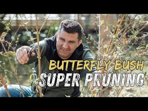 How to Prune Butterfly Bushes for Gorgeous Blooms—Let’s Do It Together