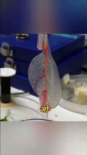 Scientists Turning Leaf into Heart