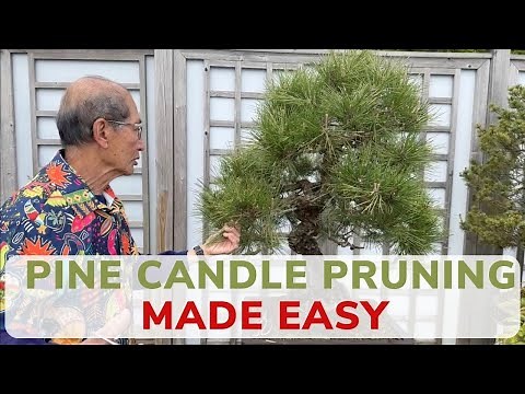 Bonsai Pine Candle Pruning Made Easy